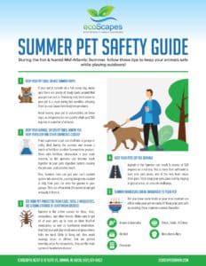 Summer Pet Safety Guide by EcoScapes