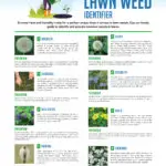 Common Lawn Weed Identification Guide