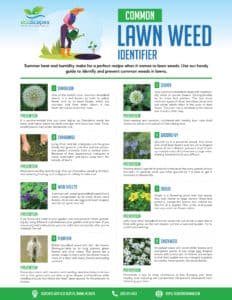 Common Lawn Weed Identification Guide