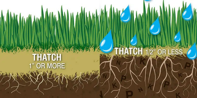 Benefits of Dethatching Your Lawn