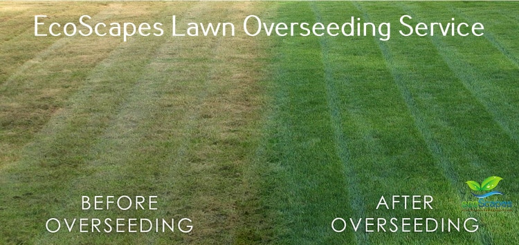 How to Prepare Your Yard for Fall Lawn Aeration and Overseed