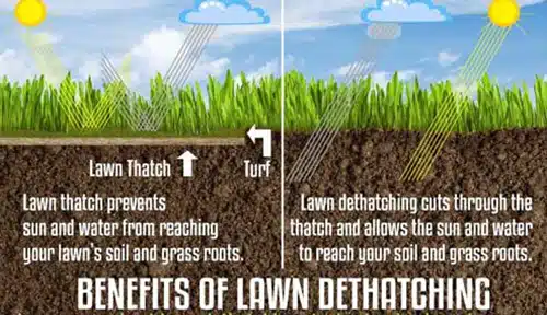 Benefits of lawn dethatching