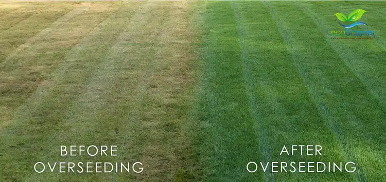 Lawn Overseeding in Omaha Nebraska by EcoScapes Lawn Care
